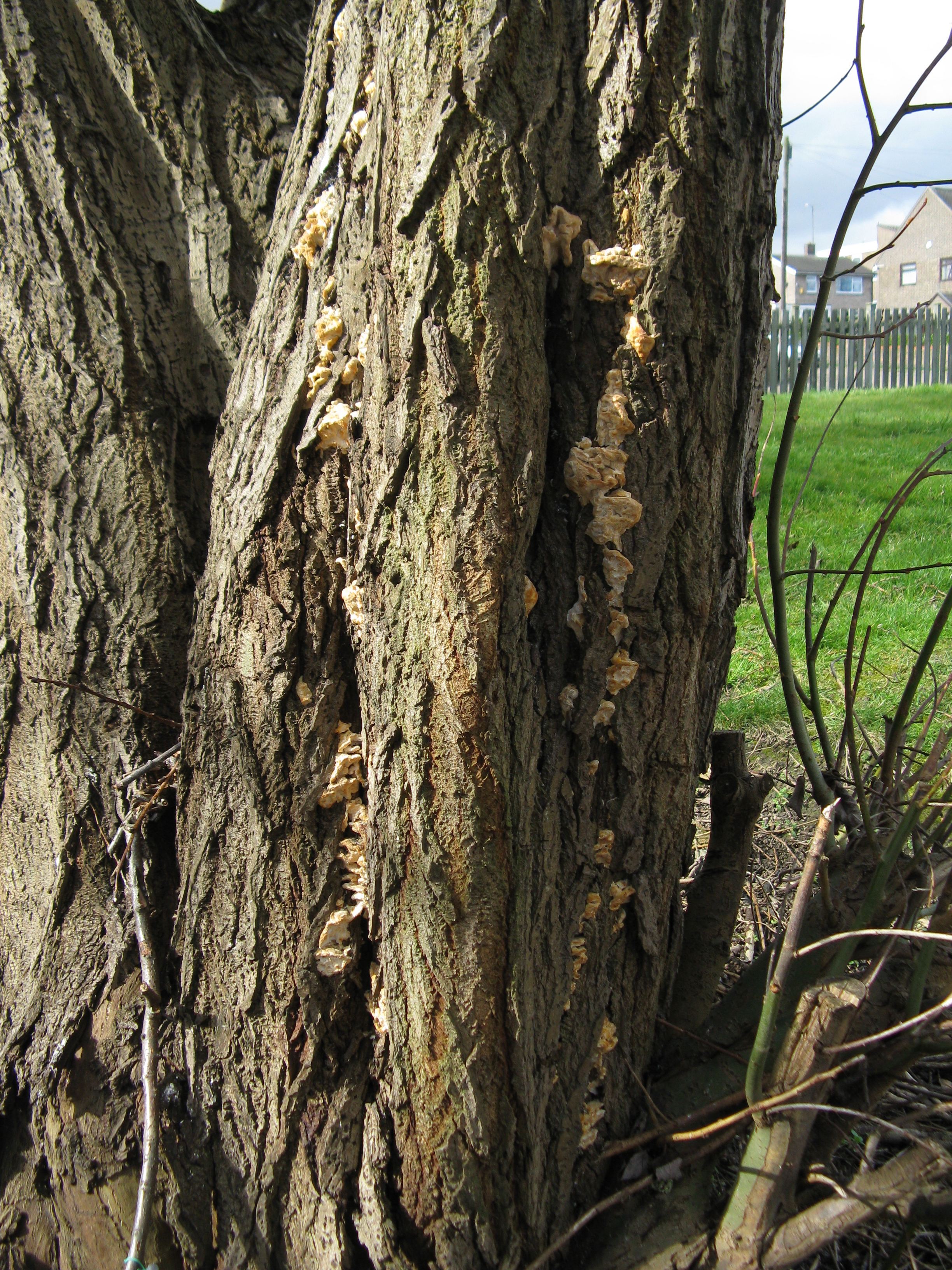Laetiporus sulphureus on willow
