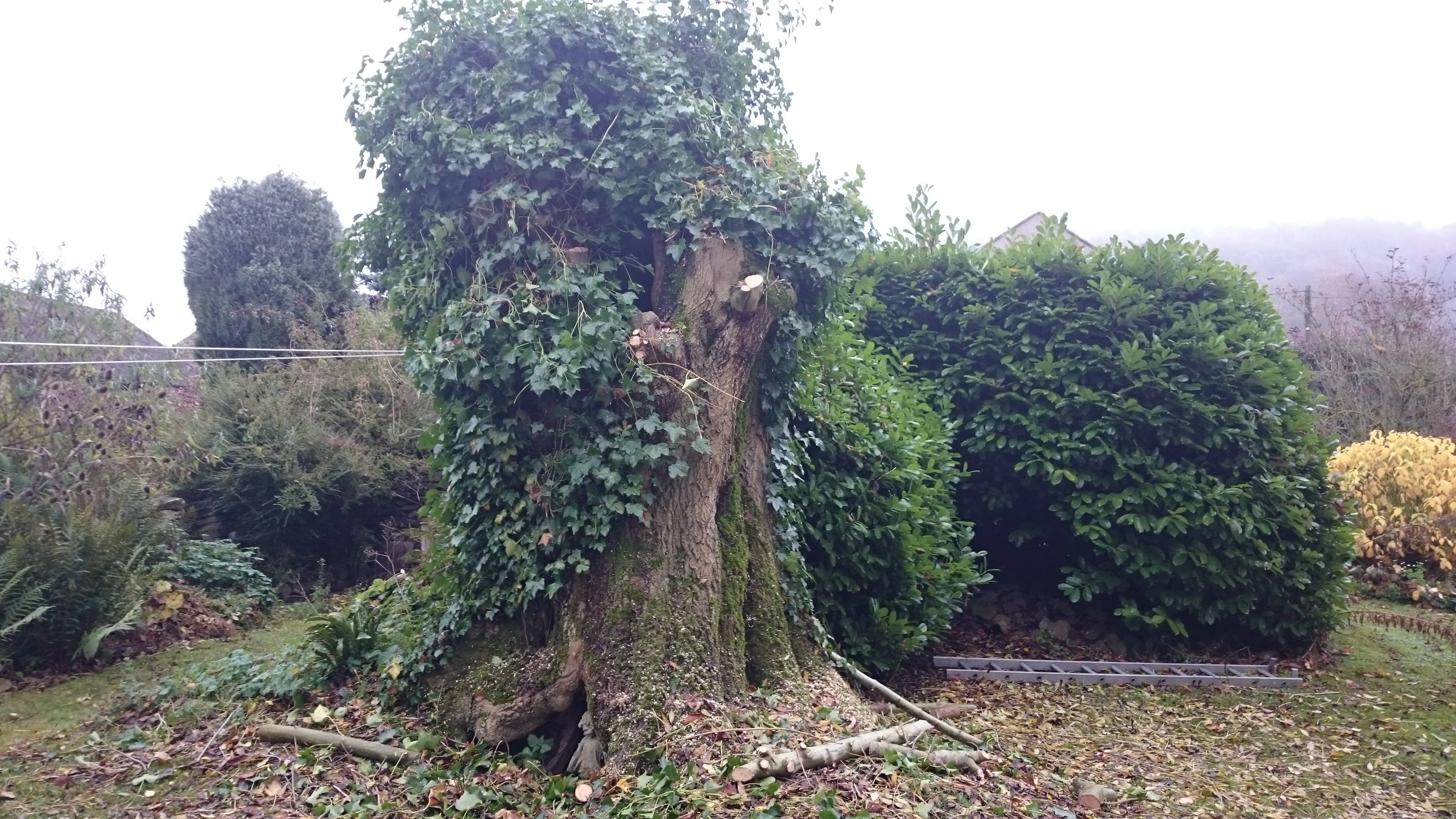 Ash tree full of hollows and features