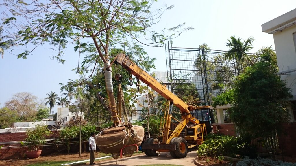 Tree transplant India