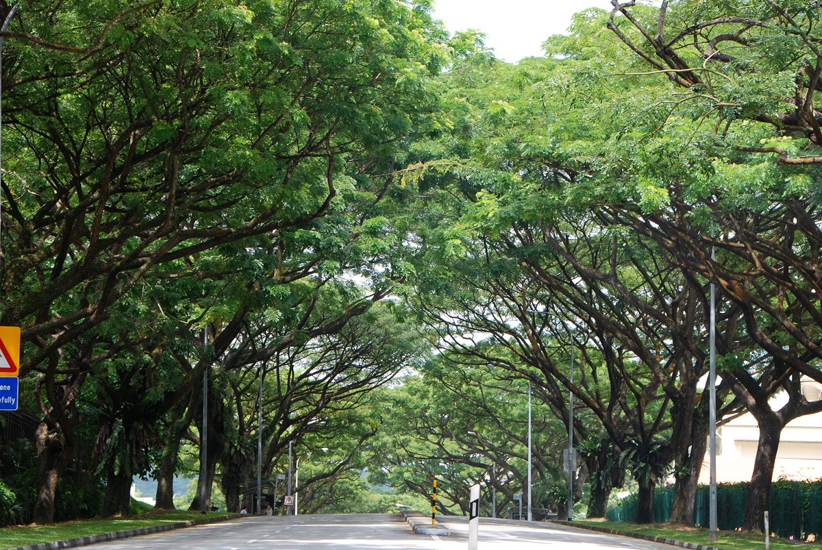 roadside trees India