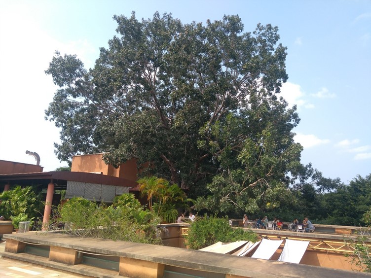 trees next to buildings