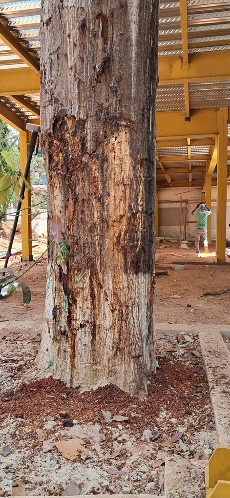 Short Documentary on Arboriculture in India